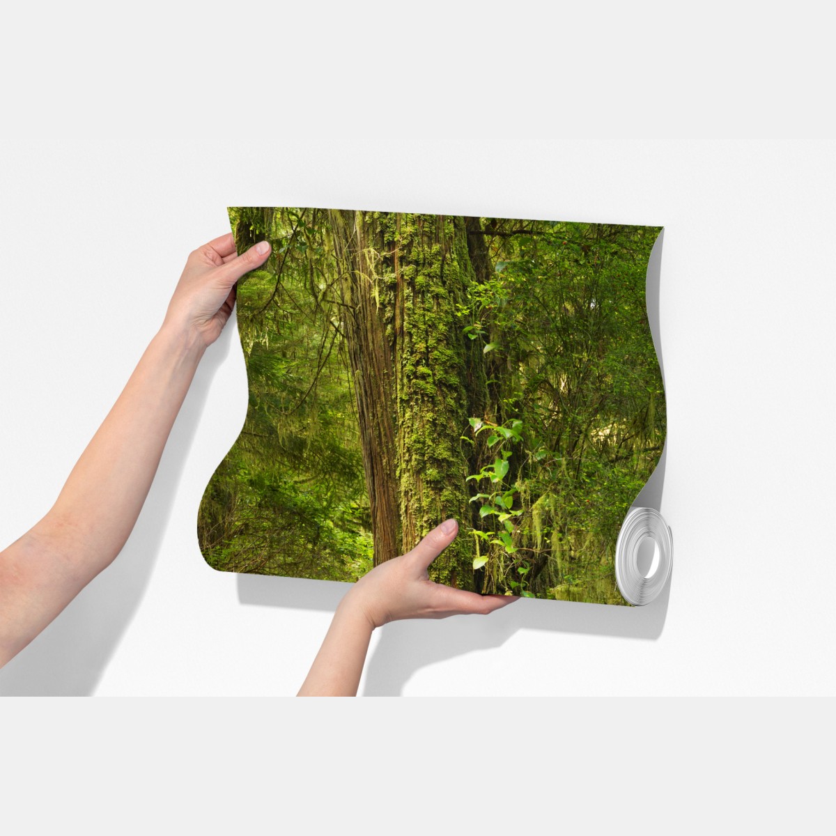 Fototapeta pomost w lesie deszczowym Pacific Rim – Wallissimo® Fototapeta pomost w lesie deszczowym Pacific Rim – Wallissimo®