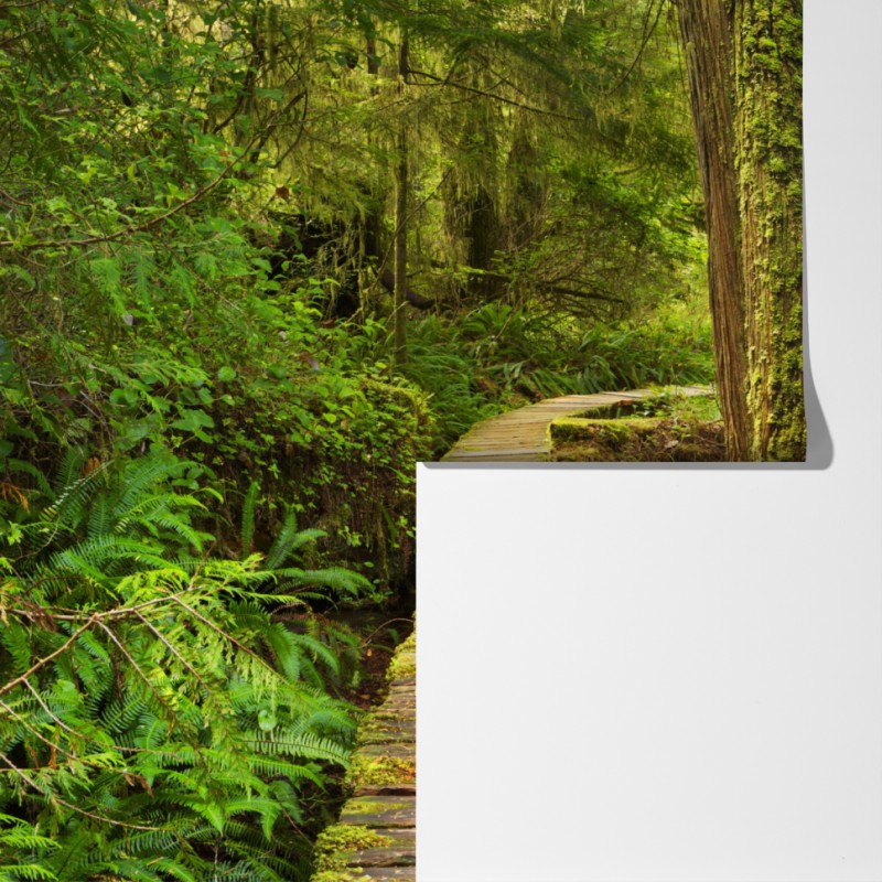 Fototapeta pomost w lesie deszczowym Pacific Rim – Wallissimo® Fototapeta pomost w lesie deszczowym Pacific Rim – Wallissimo®