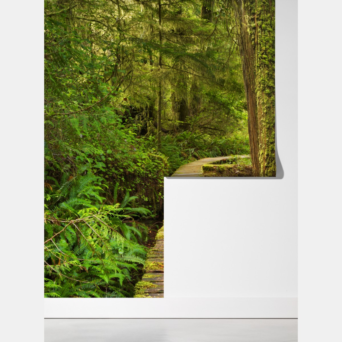 Fototapeta pomost w lesie deszczowym Pacific Rim – Wallissimo® Fototapeta pomost w lesie deszczowym Pacific Rim – Wallissimo®