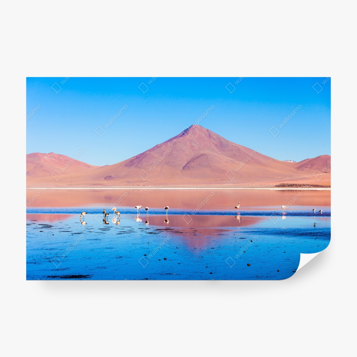 Fototapeta flamingi nad Laguna Colorada, Boliwia – Wallissimo® Fototapeta flamingi nad Laguna Colorada, Boliwia – Wallissimo®