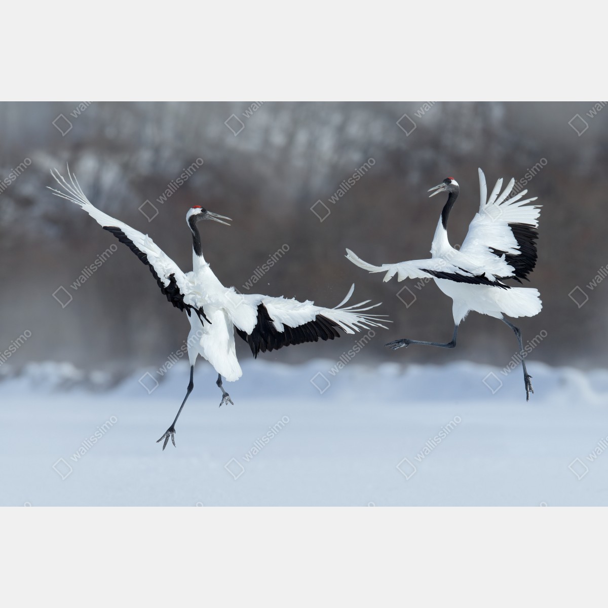 Fototapeta tańczące żurawie koroniaste na śniegu, Hokkaido – Wallissimo® Fototapeta tańczące żurawie koroniaste na śniegu, Hokkaido – Wallissimo®