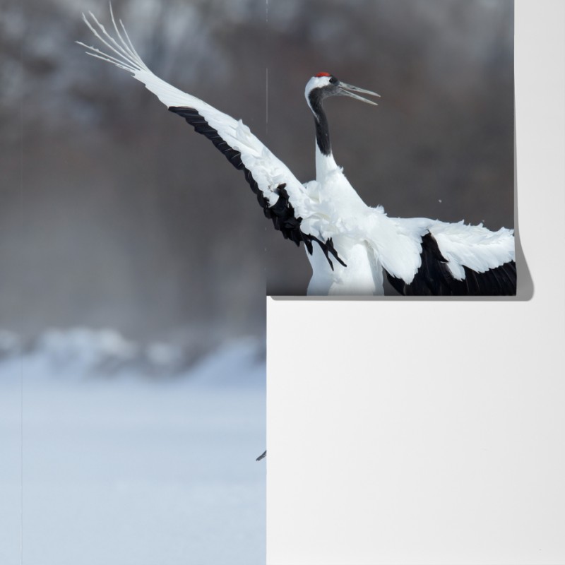 Fototapeta tańczące żurawie koroniaste na śniegu, Hokkaido – Wallissimo® Fototapeta tańczące żurawie koroniaste na śniegu, Hokkaido – Wallissimo®