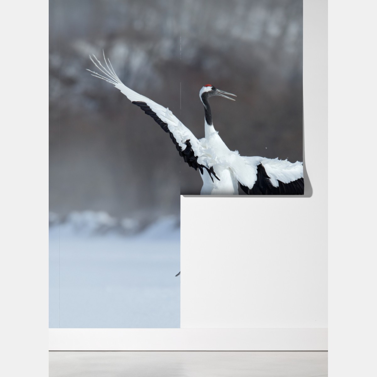 Fototapeta tańczące żurawie koroniaste na śniegu, Hokkaido – Wallissimo® Fototapeta tańczące żurawie koroniaste na śniegu, Hokkaido – Wallissimo®