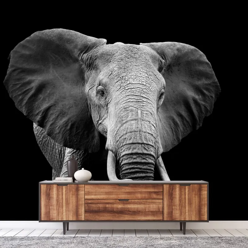 Fototapeta majestatyczny portret słonia czarno-biały – Wallissimo® Fototapeta majestatyczny portret słonia czarno-biały – Wallissimo®