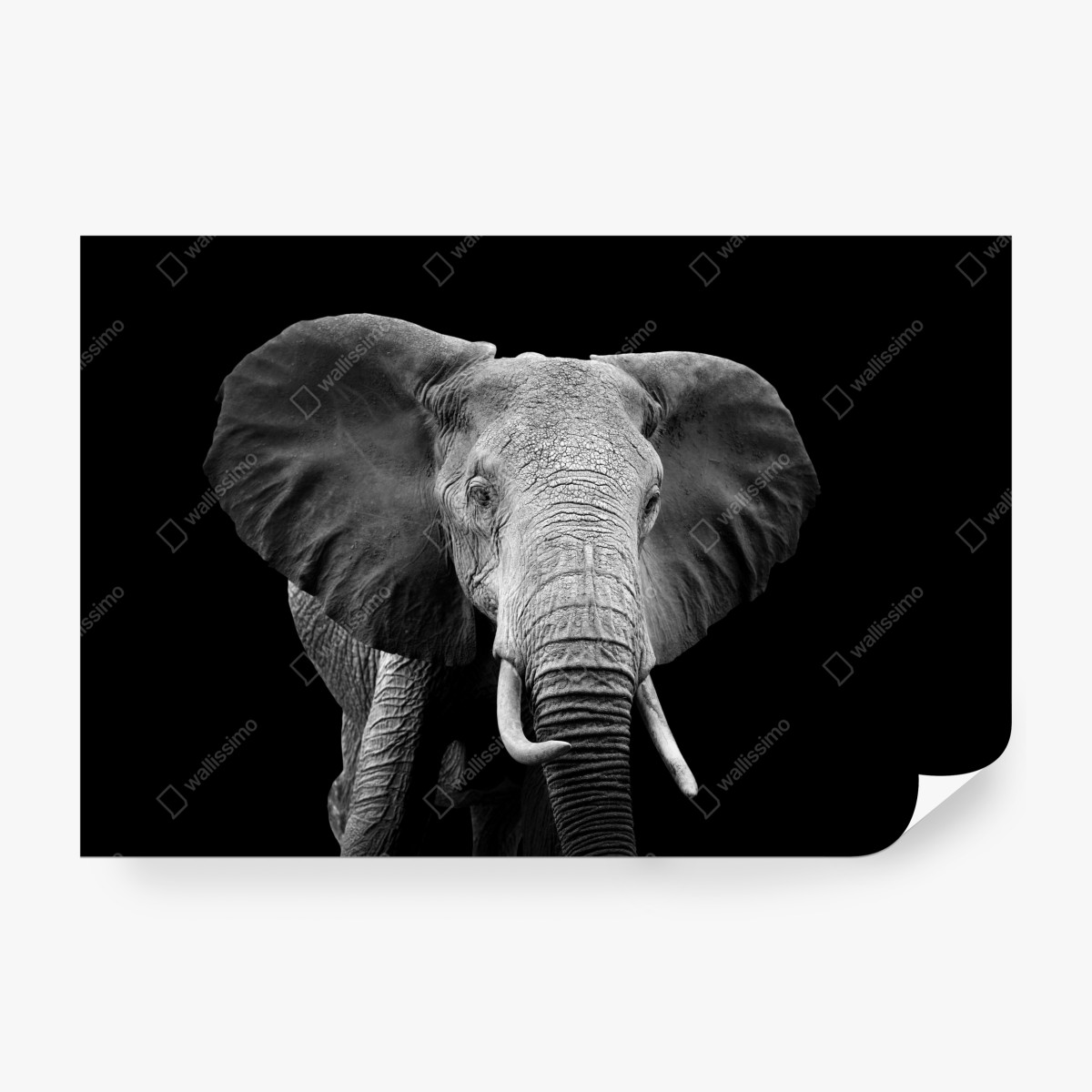 Fototapeta majestatyczny portret słonia czarno-biały – Wallissimo® Fototapeta majestatyczny portret słonia czarno-biały – Wallissimo®