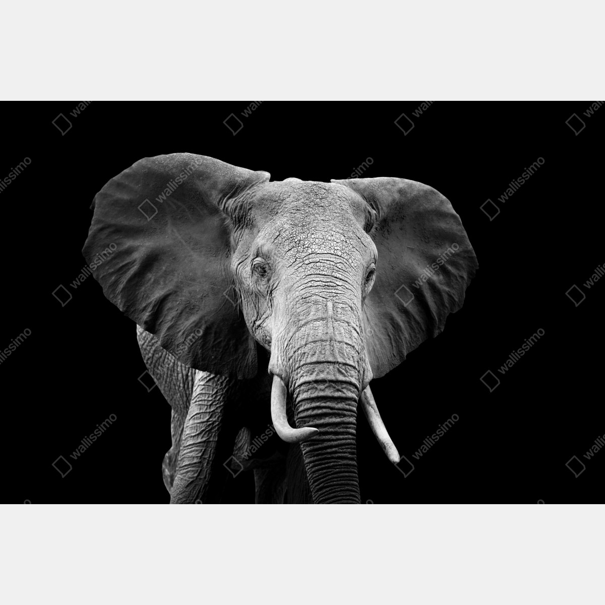Fototapeta majestatyczny portret słonia czarno-biały – Wallissimo® Fototapeta majestatyczny portret słonia czarno-biały – Wallissimo®