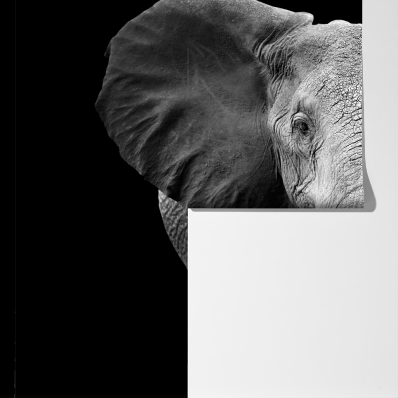 Fototapeta majestatyczny portret słonia czarno-biały – Wallissimo® Fototapeta majestatyczny portret słonia czarno-biały – Wallissimo®