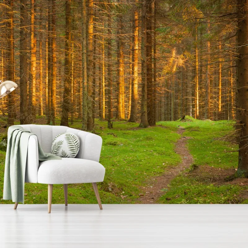 Fototapeta złote światło lesie sosnowym porośniętym mchem – Wallissimo® Fototapeta złote światło lesie sosnowym porośniętym mchem – Wallissimo®