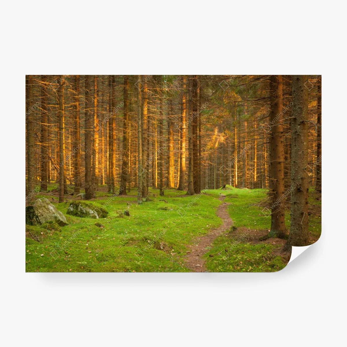 Fototapeta złote światło lesie sosnowym porośniętym mchem – Wallissimo® Fototapeta złote światło lesie sosnowym porośniętym mchem – Wallissimo®