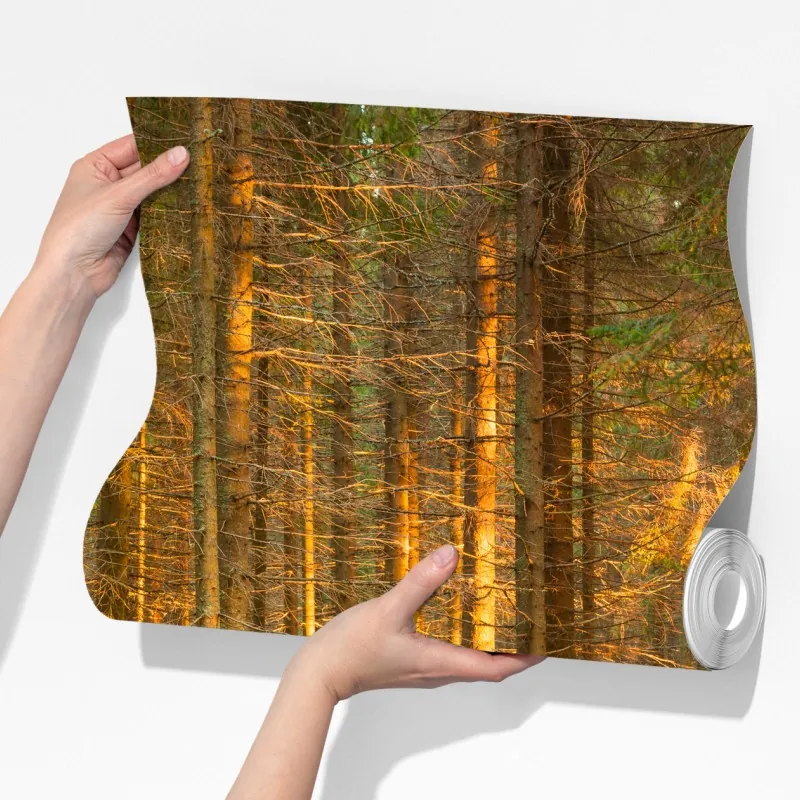 Fototapeta złote światło lesie sosnowym porośniętym mchem – Wallissimo® Fototapeta złote światło lesie sosnowym porośniętym mchem – Wallissimo®