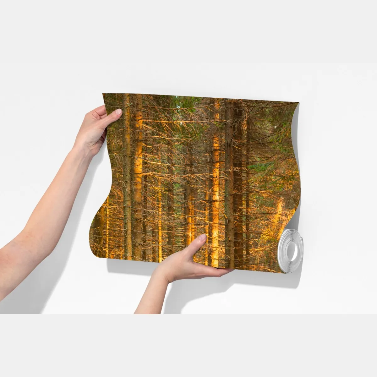 Fototapeta złote światło lesie sosnowym porośniętym mchem – Wallissimo® Fototapeta złote światło lesie sosnowym porośniętym mchem – Wallissimo®