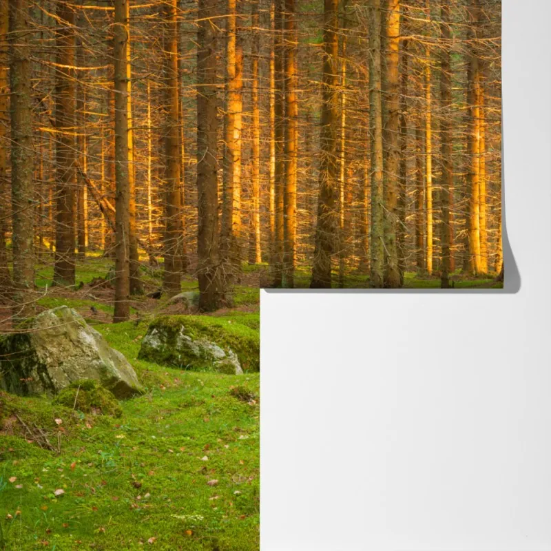 Fototapeta złote światło lesie sosnowym porośniętym mchem – Wallissimo® Fototapeta złote światło lesie sosnowym porośniętym mchem – Wallissimo®