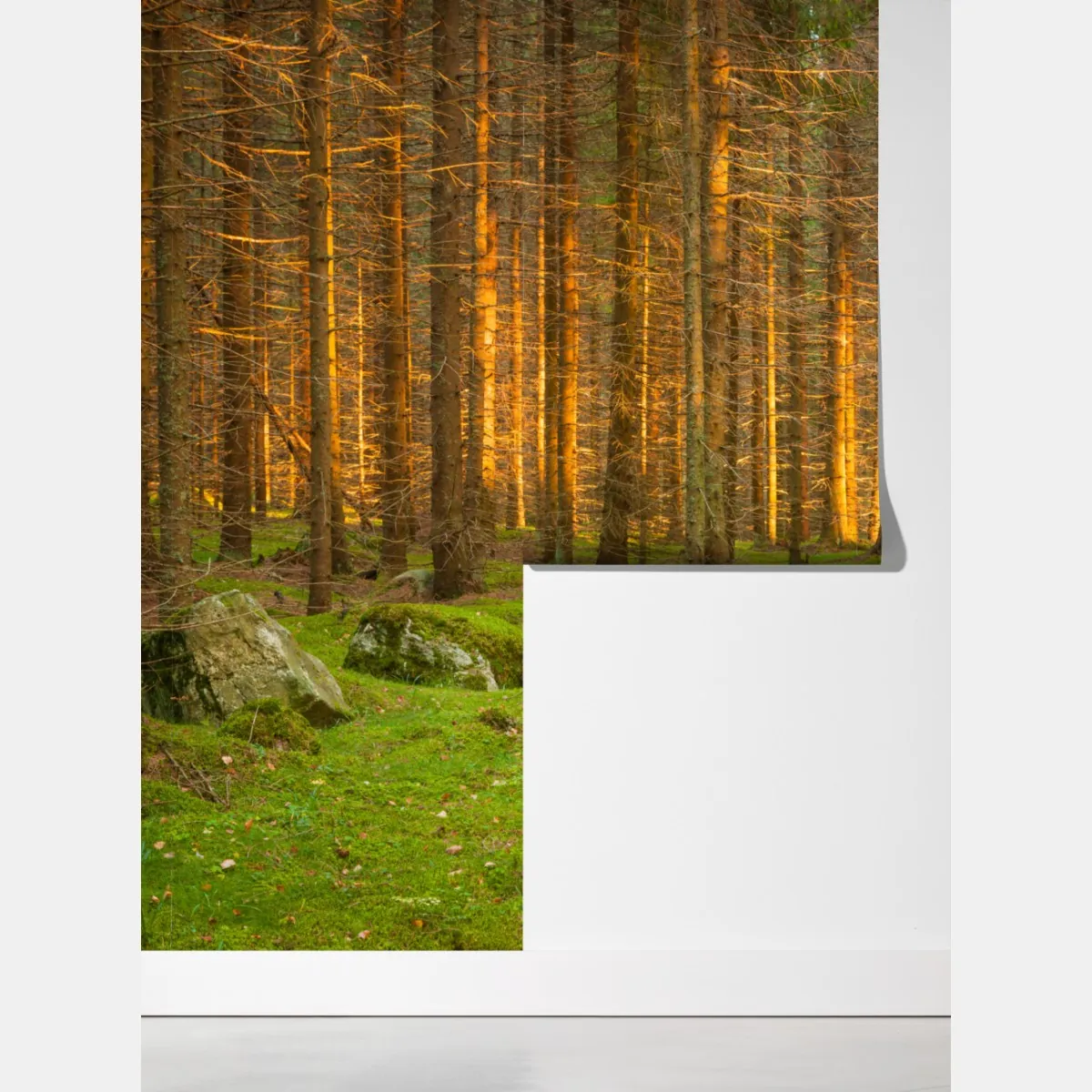 Fototapeta złote światło lesie sosnowym porośniętym mchem – Wallissimo® Fototapeta złote światło lesie sosnowym porośniętym mchem – Wallissimo®