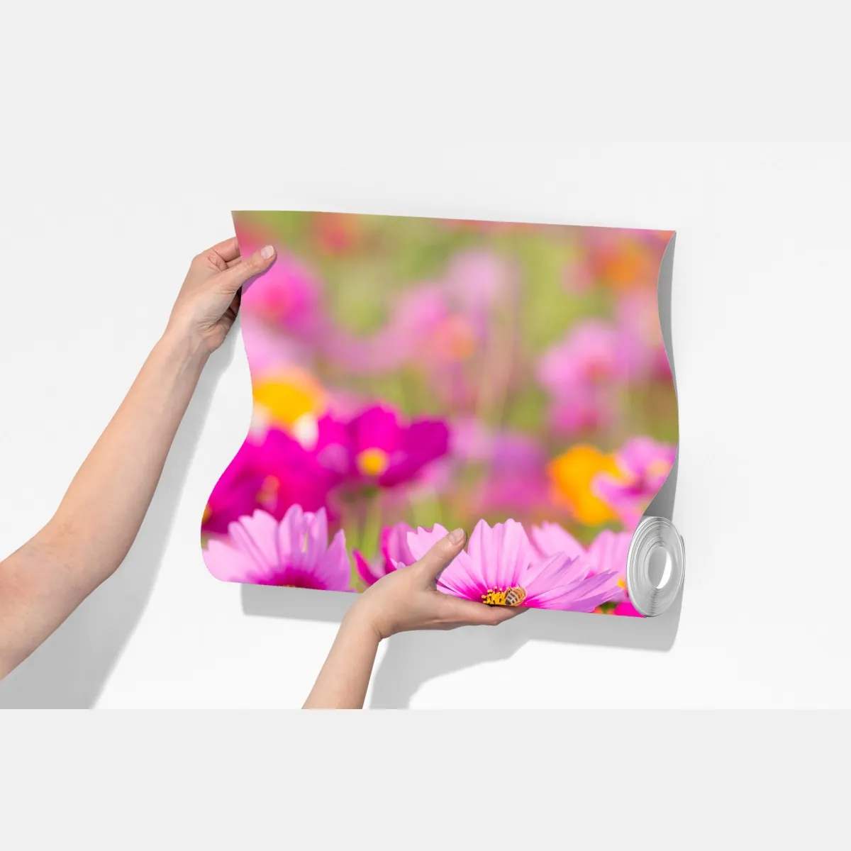 Fototapeta różowa łąka kosmosów w rozkwicie – Wallissimo® Fototapeta różowa łąka kosmosów w rozkwicie – Wallissimo®