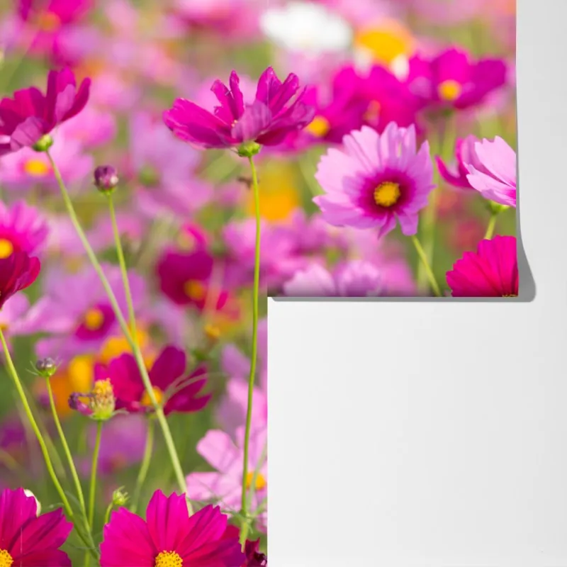 Fototapeta różowa łąka kosmosów w rozkwicie – Wallissimo® Fototapeta różowa łąka kosmosów w rozkwicie – Wallissimo®