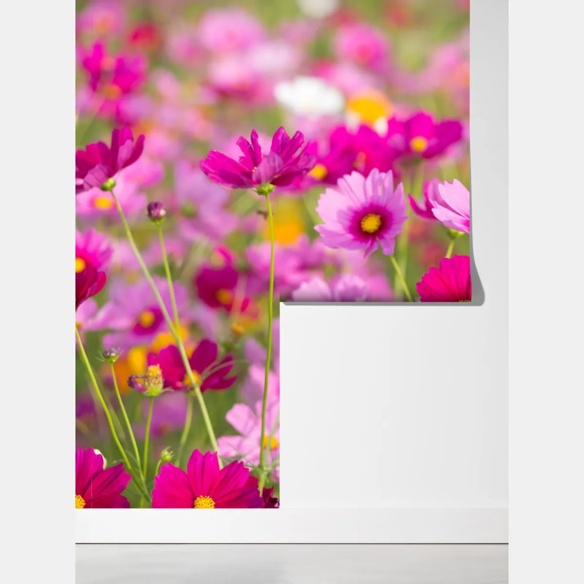 Fototapeta różowa łąka kosmosów w rozkwicie – Wallissimo® Fototapeta różowa łąka kosmosów w rozkwicie – Wallissimo®