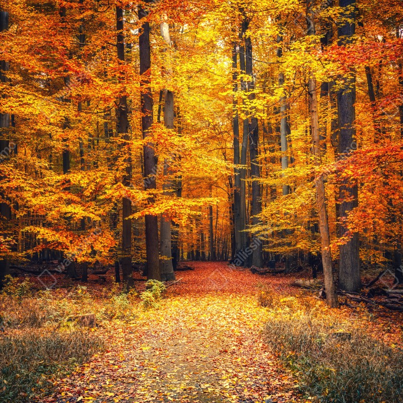 Fototapeta jesienny las ze złotą ścieżką – Wallissimo® Fototapeta jesienny las ze złotą ścieżką – Wallissimo®