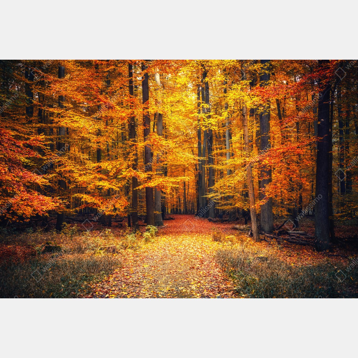 Fototapeta jesienny las ze złotą ścieżką – Wallissimo® Fototapeta jesienny las ze złotą ścieżką – Wallissimo®