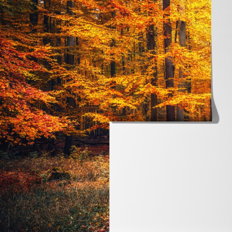 Fototapeta jesienny las ze złotą ścieżką – Wallissimo® Fototapeta jesienny las ze złotą ścieżką – Wallissimo®