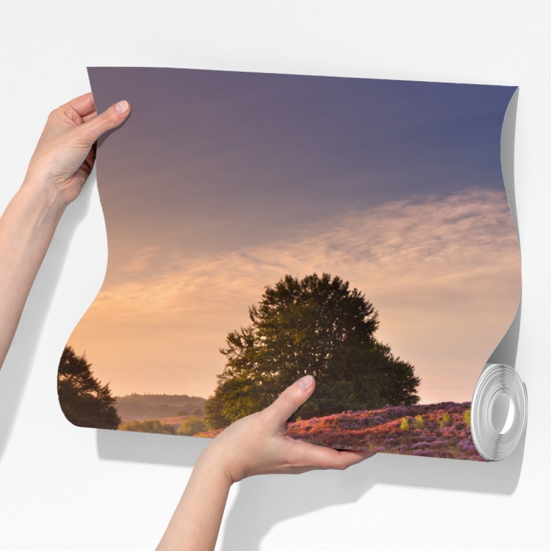 Fototapeta Posbank o świcie nad wrzosowiskiem – Wallissimo® Fototapeta Posbank o świcie nad wrzosowiskiem – Wallissimo®