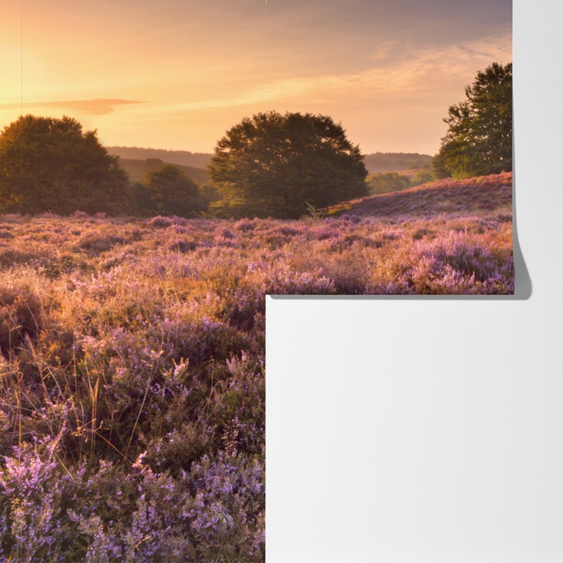 Fototapeta Posbank o świcie nad wrzosowiskiem – Wallissimo® Fototapeta Posbank o świcie nad wrzosowiskiem – Wallissimo®