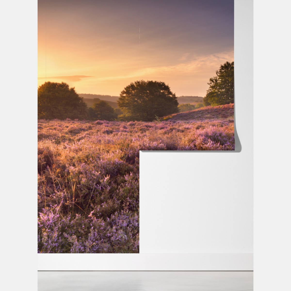 Fototapeta Posbank o świcie nad wrzosowiskiem – Wallissimo® Fototapeta Posbank o świcie nad wrzosowiskiem – Wallissimo®