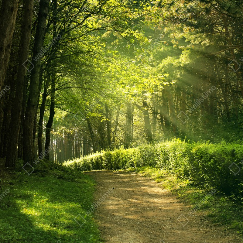 Fototapeta słoneczna leśna ścieżka w zieleni – Wallissimo® Fototapeta słoneczna leśna ścieżka w zieleni – Wallissimo®