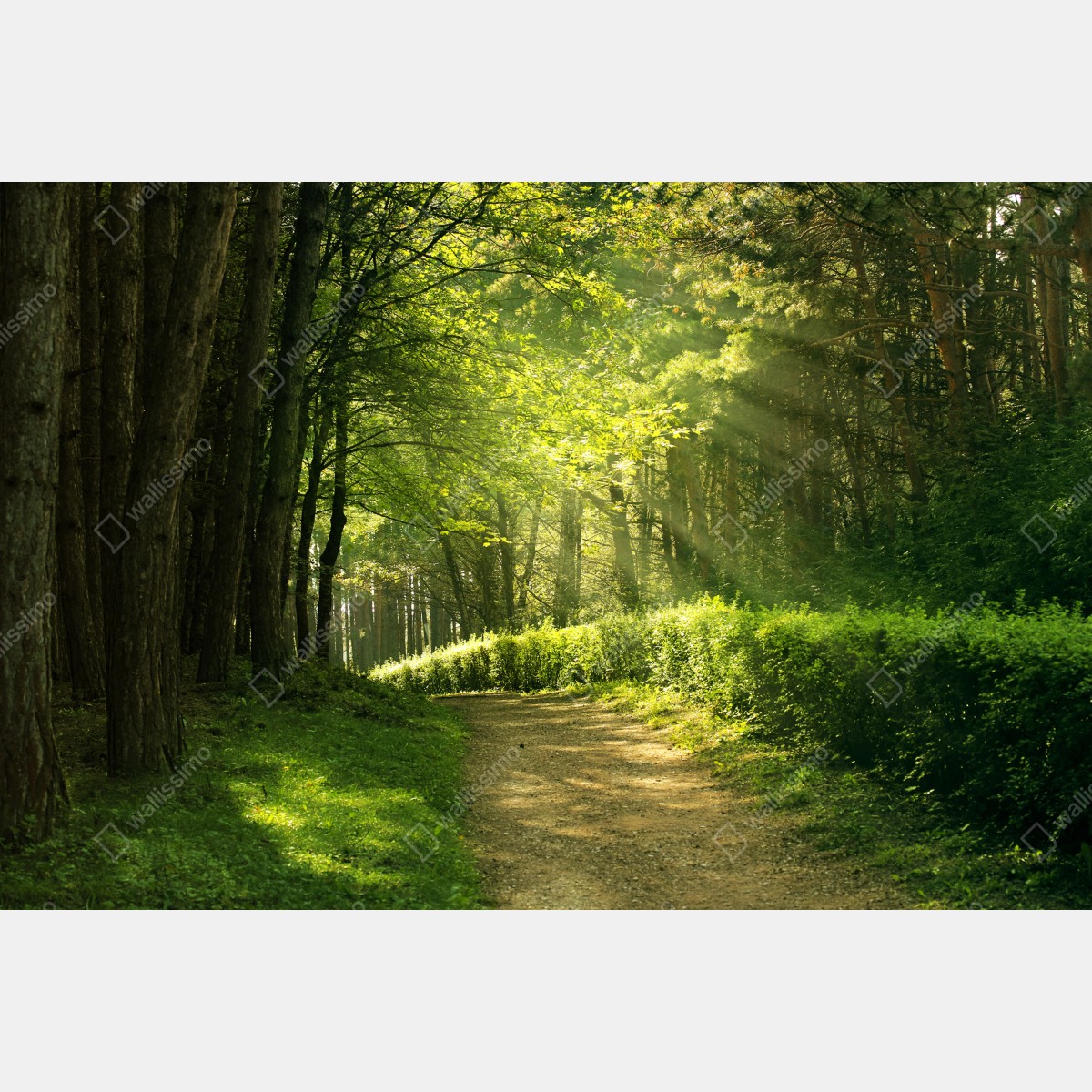 Fototapeta słoneczna leśna ścieżka w zieleni – Wallissimo® Fototapeta słoneczna leśna ścieżka w zieleni – Wallissimo®