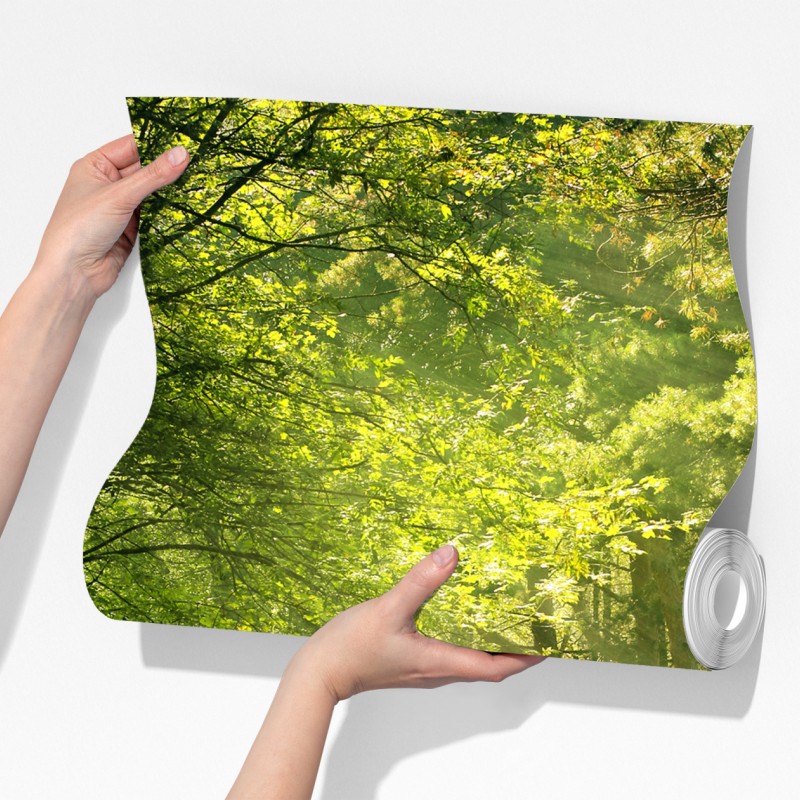 Fototapeta słoneczna leśna ścieżka w zieleni – Wallissimo® Fototapeta słoneczna leśna ścieżka w zieleni – Wallissimo®