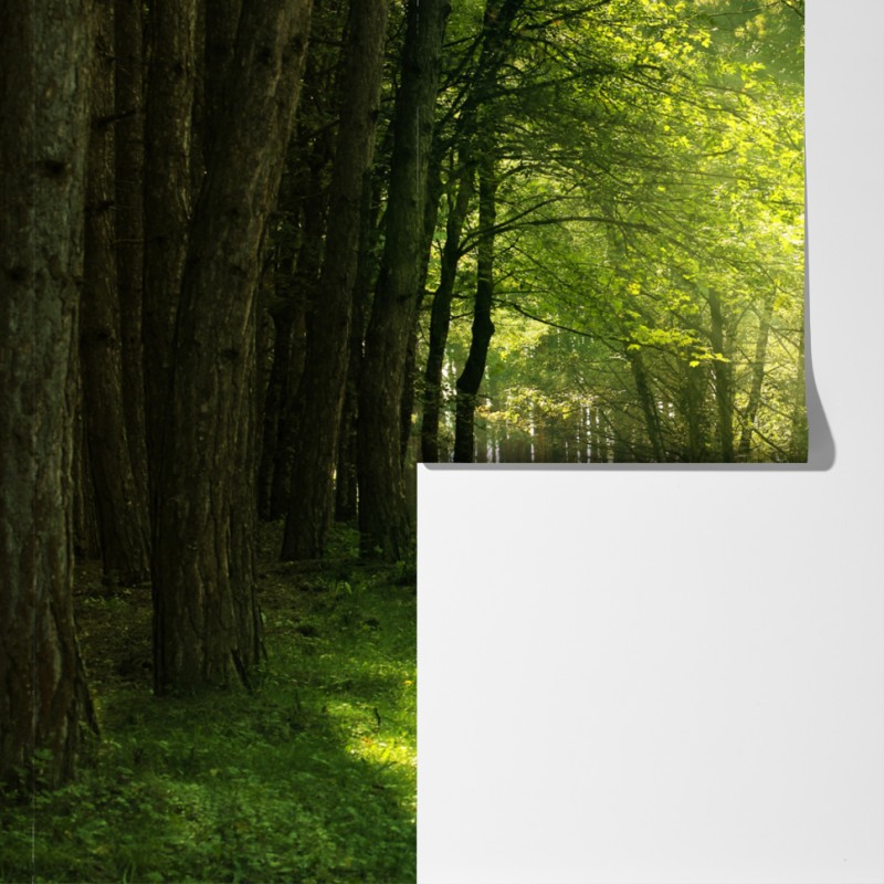 Fototapeta słoneczna leśna ścieżka w zieleni – Wallissimo® Fototapeta słoneczna leśna ścieżka w zieleni – Wallissimo®