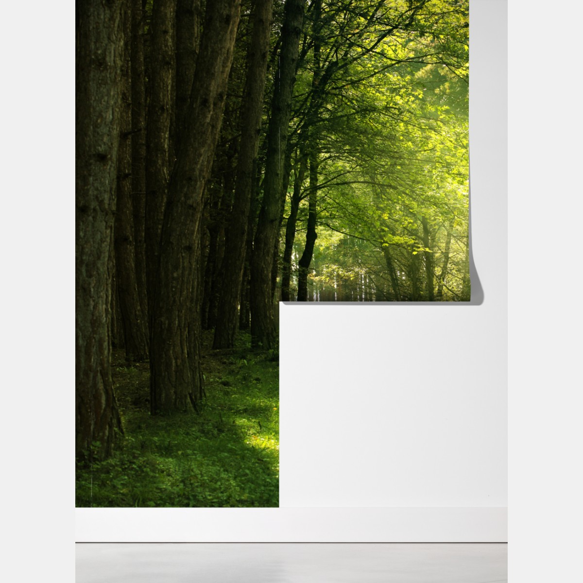 Fototapeta słoneczna leśna ścieżka w zieleni – Wallissimo® Fototapeta słoneczna leśna ścieżka w zieleni – Wallissimo®