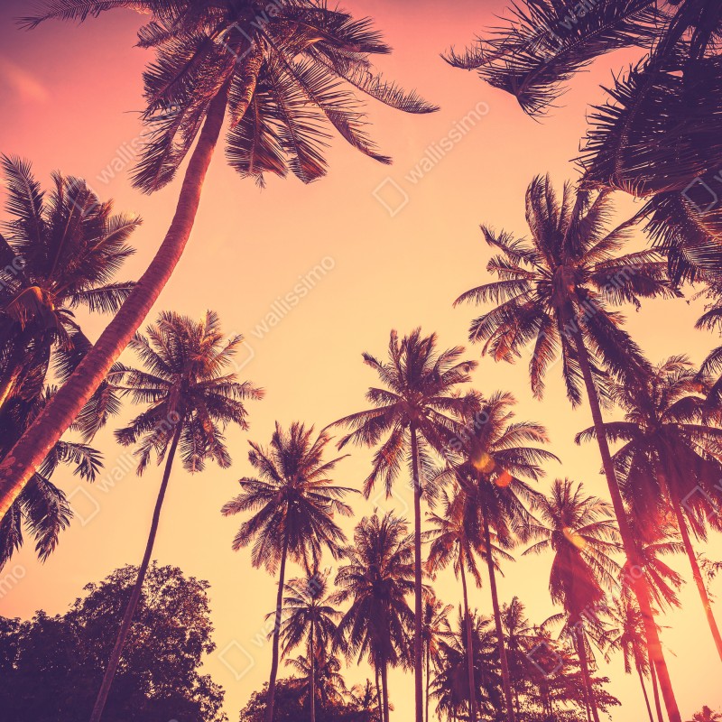 Fototapeta vintage tropikalny zachód słońca z palmami – Wallissimo® Fototapeta vintage tropikalny zachód słońca z palmami – Wallissimo®