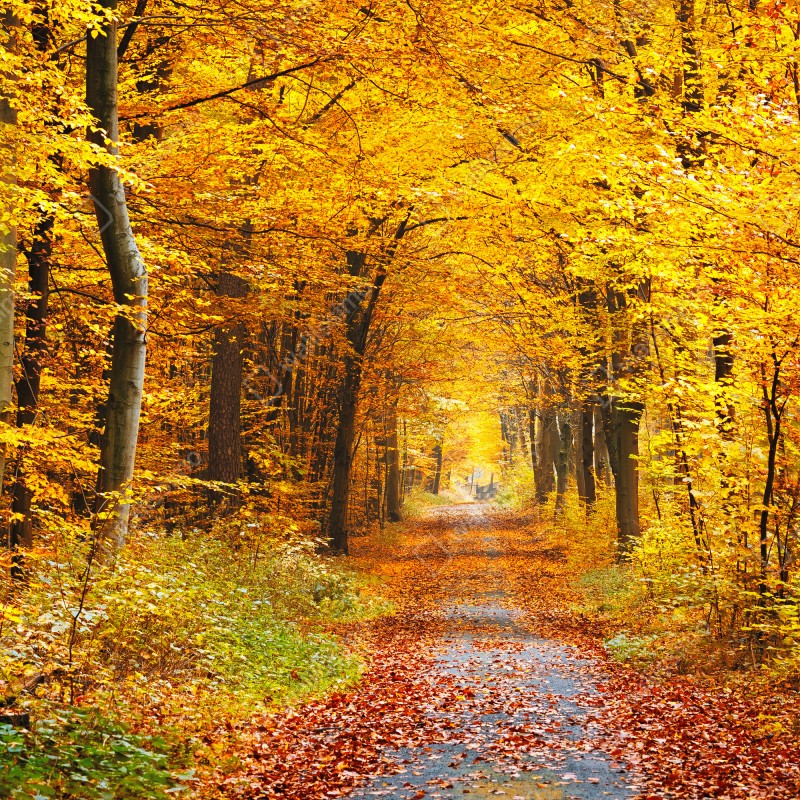 Fototapeta złota ścieżka w jesiennym lesie – Wallissimo® Fototapeta złota ścieżka w jesiennym lesie – Wallissimo®