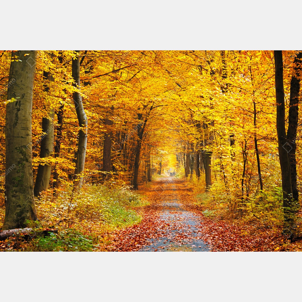 Fototapeta złota ścieżka w jesiennym lesie – Wallissimo® Fototapeta złota ścieżka w jesiennym lesie – Wallissimo®