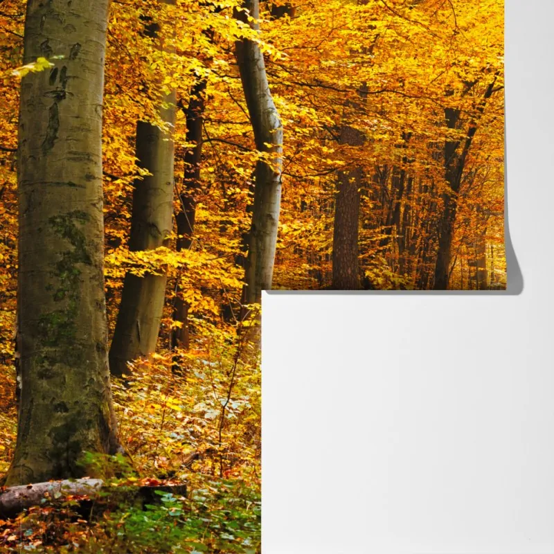 Fototapeta złota ścieżka w jesiennym lesie – Wallissimo® Fototapeta złota ścieżka w jesiennym lesie – Wallissimo®