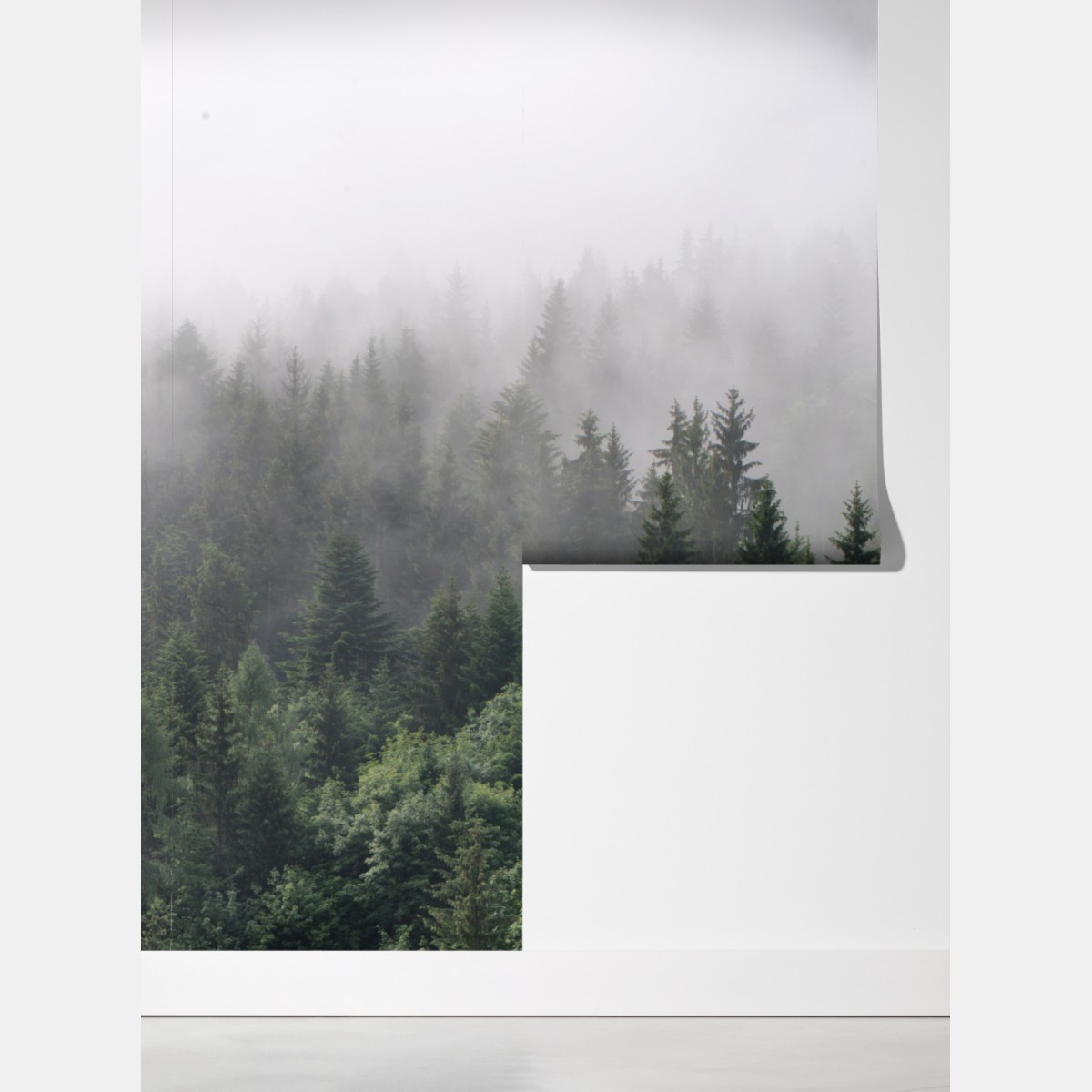 Fototapeta mglisty las iglasty panorama – Wallissimo® Fototapeta mglisty las iglasty panorama – Wallissimo®