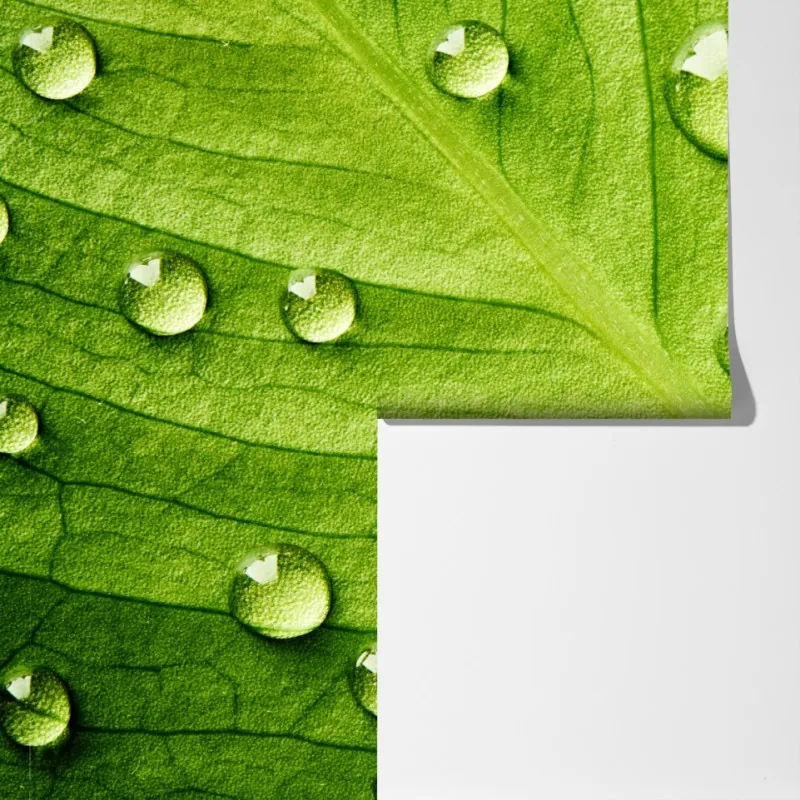 Fototapeta świeży zielony liść z kroplami wody – Wallissimo® Fototapeta świeży zielony liść z kroplami wody – Wallissimo®