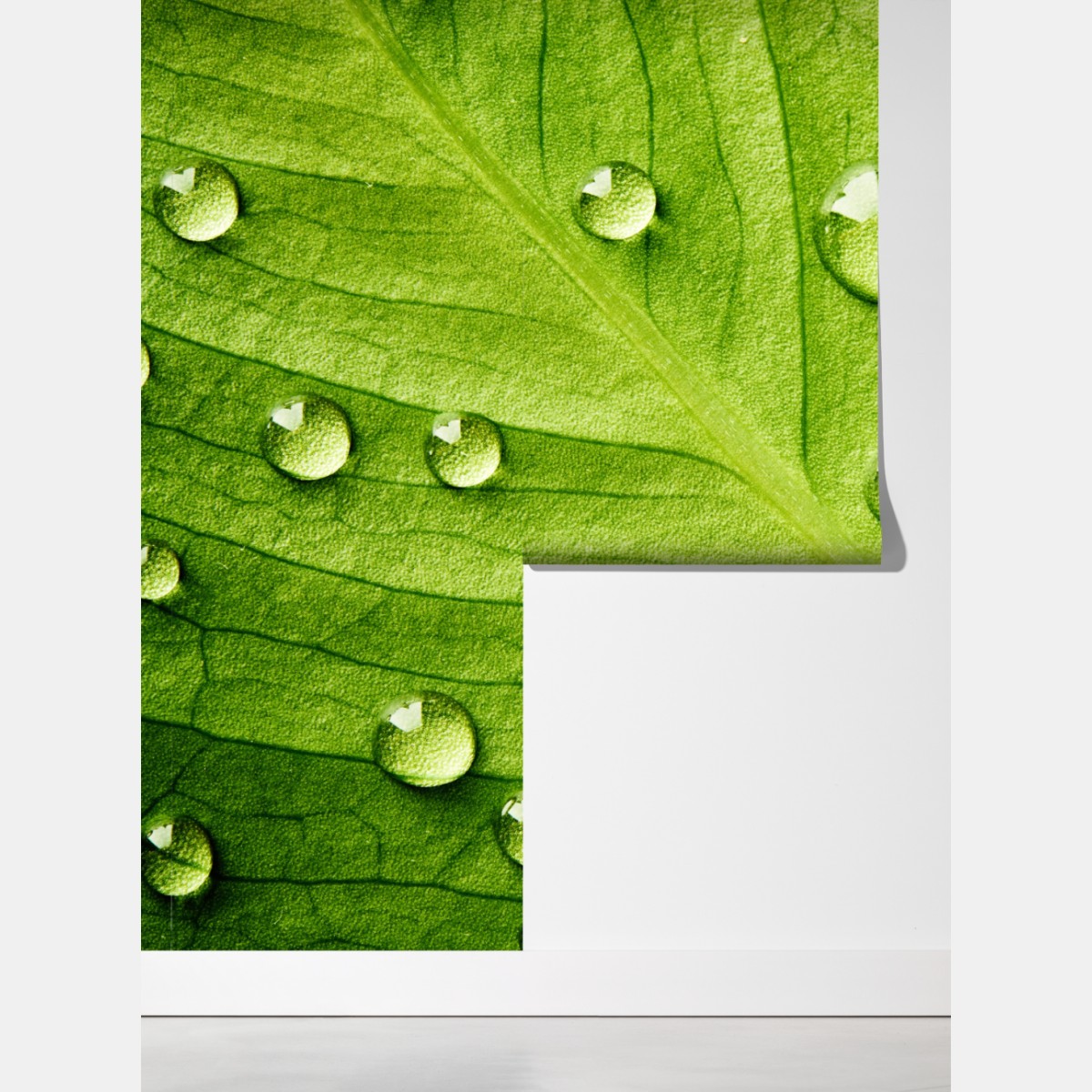 Fototapeta świeży zielony liść z kroplami wody – Wallissimo® Fototapeta świeży zielony liść z kroplami wody – Wallissimo®