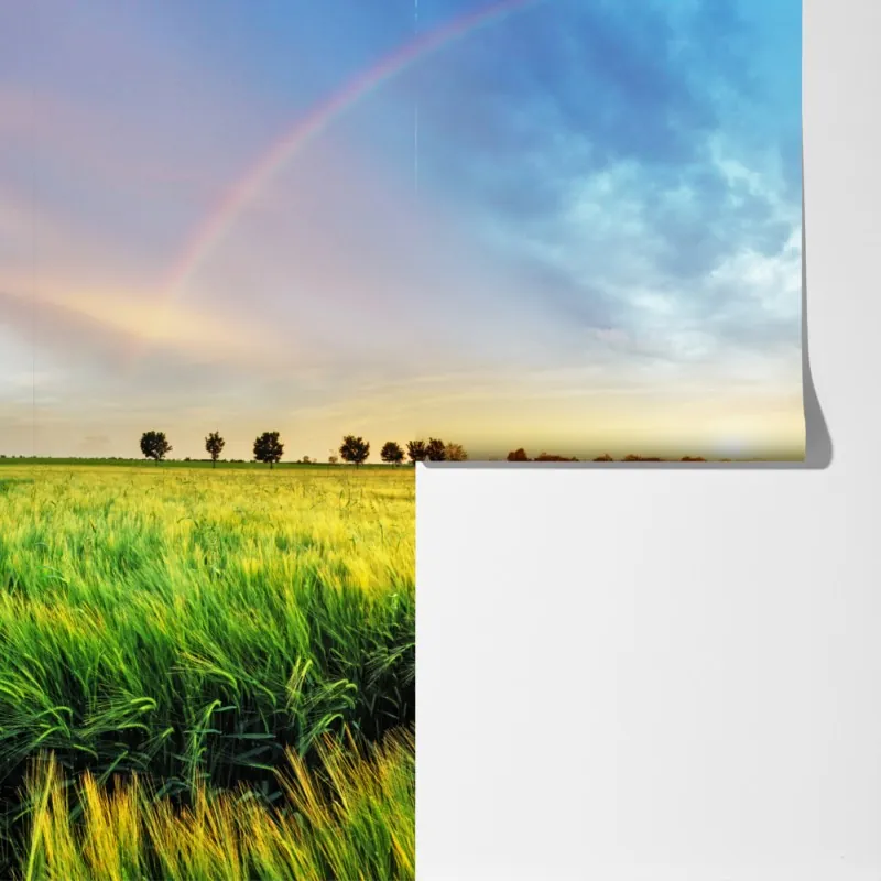 Fototapeta tęcza nad złotym polem pszenicy o zachodzie słońca – Wallissimo® Fototapeta tęcza nad złotym polem pszenicy o zachodzie słońca – Wallissimo®