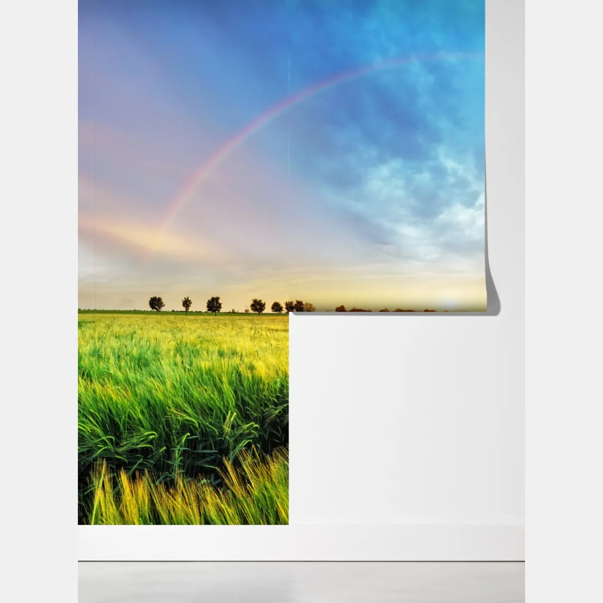 Fototapeta tęcza nad złotym polem pszenicy o zachodzie słońca – Wallissimo® Fototapeta tęcza nad złotym polem pszenicy o zachodzie słońca – Wallissimo®