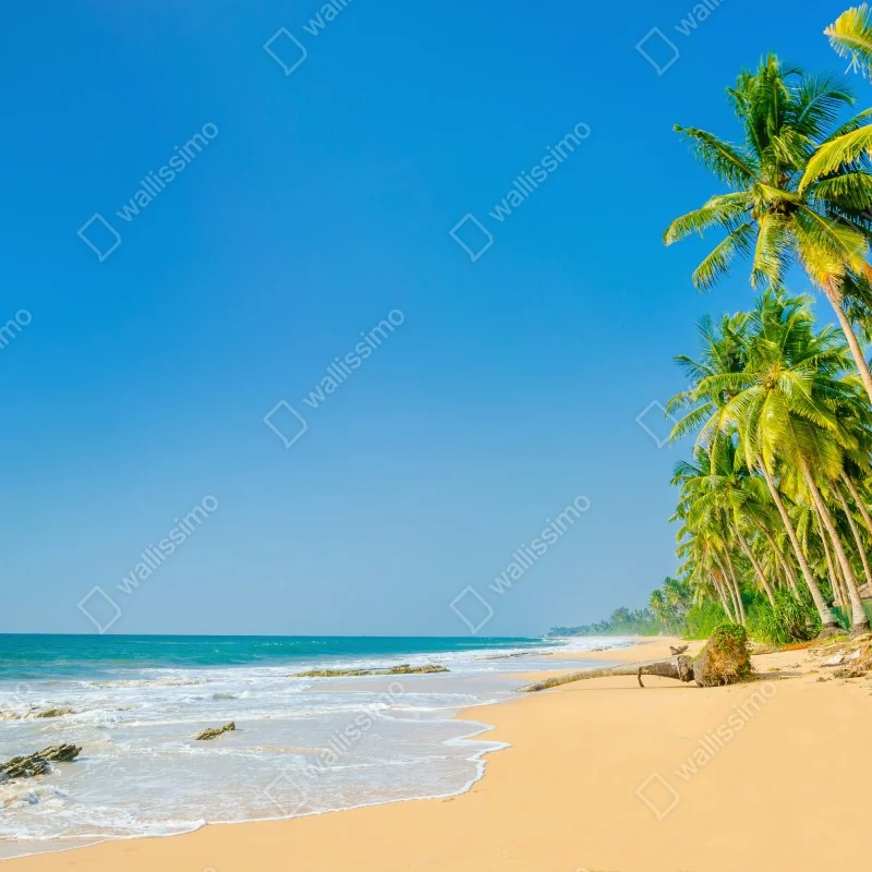 Fototapeta tropikalna plaża z palmami – Wallissimo® Fototapeta tropikalna plaża z palmami – Wallissimo®