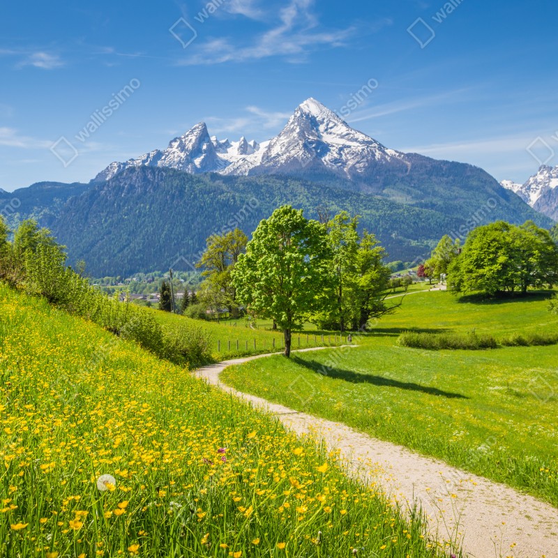 Fototapeta alpejska wiosenna łąka z ośnieżonymi szczytami – Wallissimo® Fototapeta alpejska wiosenna łąka z ośnieżonymi szczytami – Wallissimo®