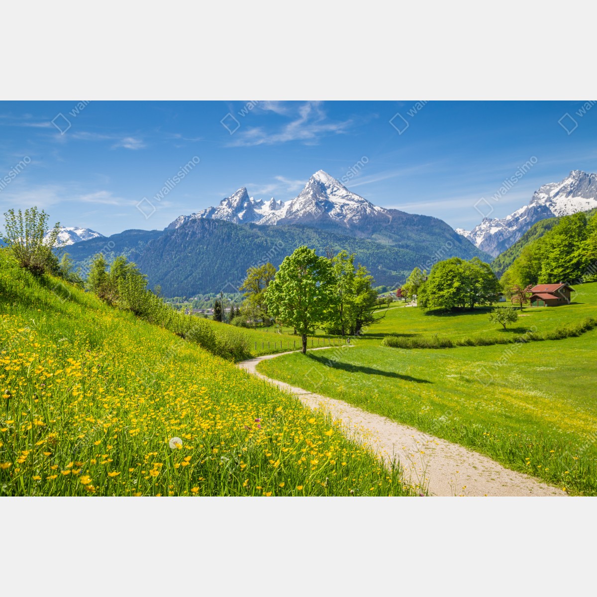 Fototapeta alpejska wiosenna łąka z ośnieżonymi szczytami – Wallissimo® Fototapeta alpejska wiosenna łąka z ośnieżonymi szczytami – Wallissimo®