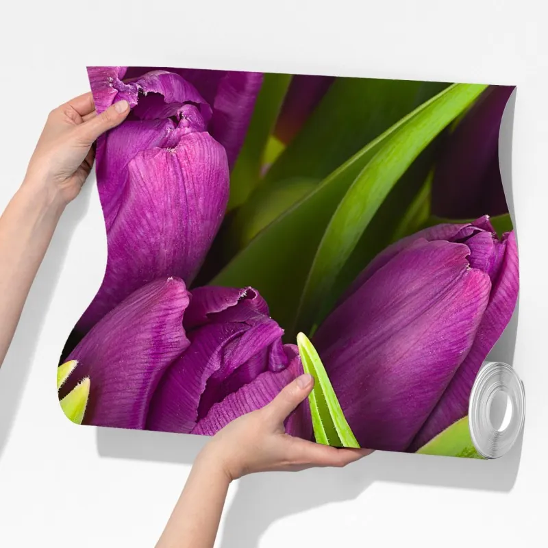 Fototapeta fioletowy bukiet tulipanów – Wallissimo® Fototapeta fioletowy bukiet tulipanów – Wallissimo®