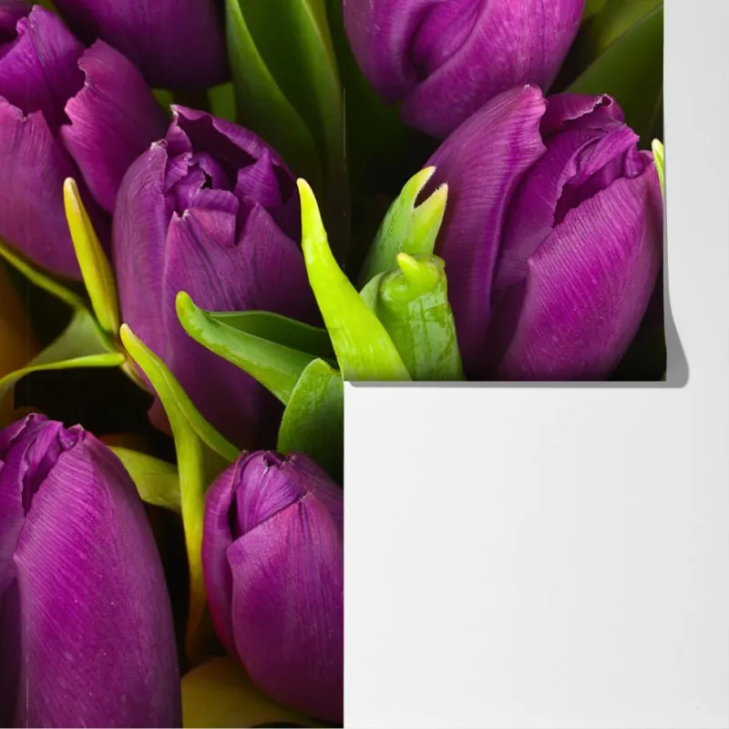 Fototapeta fioletowy bukiet tulipanów – Wallissimo® Fototapeta fioletowy bukiet tulipanów – Wallissimo®