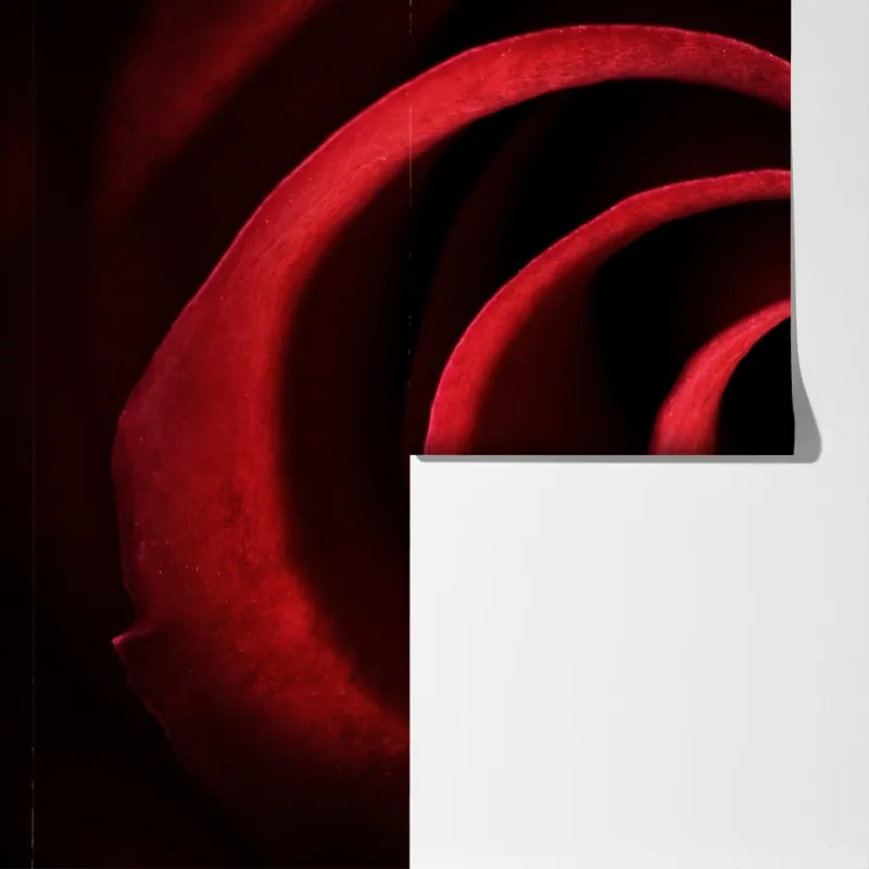 Fototapeta spirala głębokich czerwonych płatków róży – Wallissimo® Fototapeta spirala głębokich czerwonych płatków róży – Wallissimo®