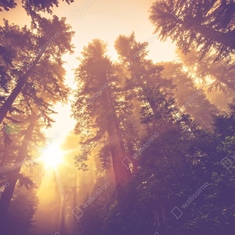 Fototapeta mglisty las sekwojowy w złotych vintage tonacjach – Wallissimo® Fototapeta mglisty las sekwojowy w złotych vintage tonacjach – Wallissimo®