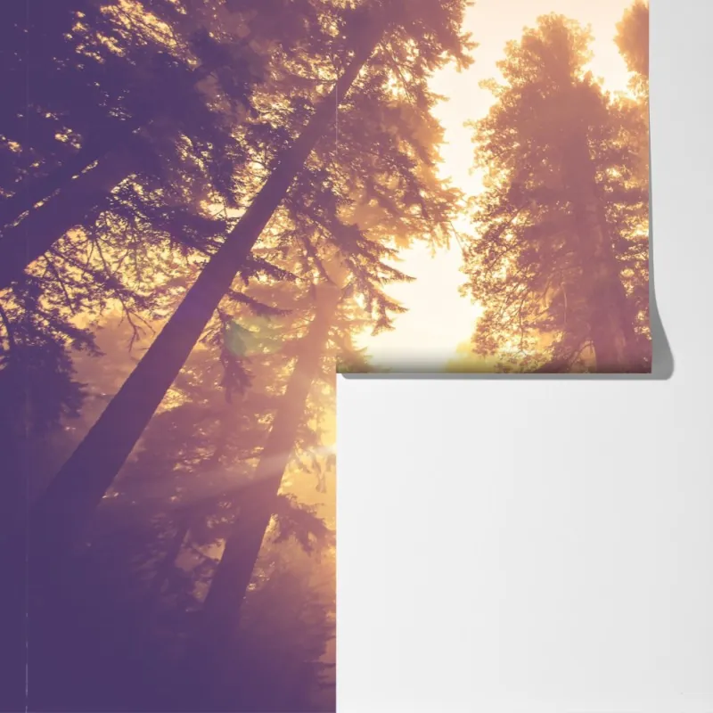 Fototapeta mglisty las sekwojowy w złotych vintage tonacjach – Wallissimo® Fototapeta mglisty las sekwojowy w złotych vintage tonacjach – Wallissimo®