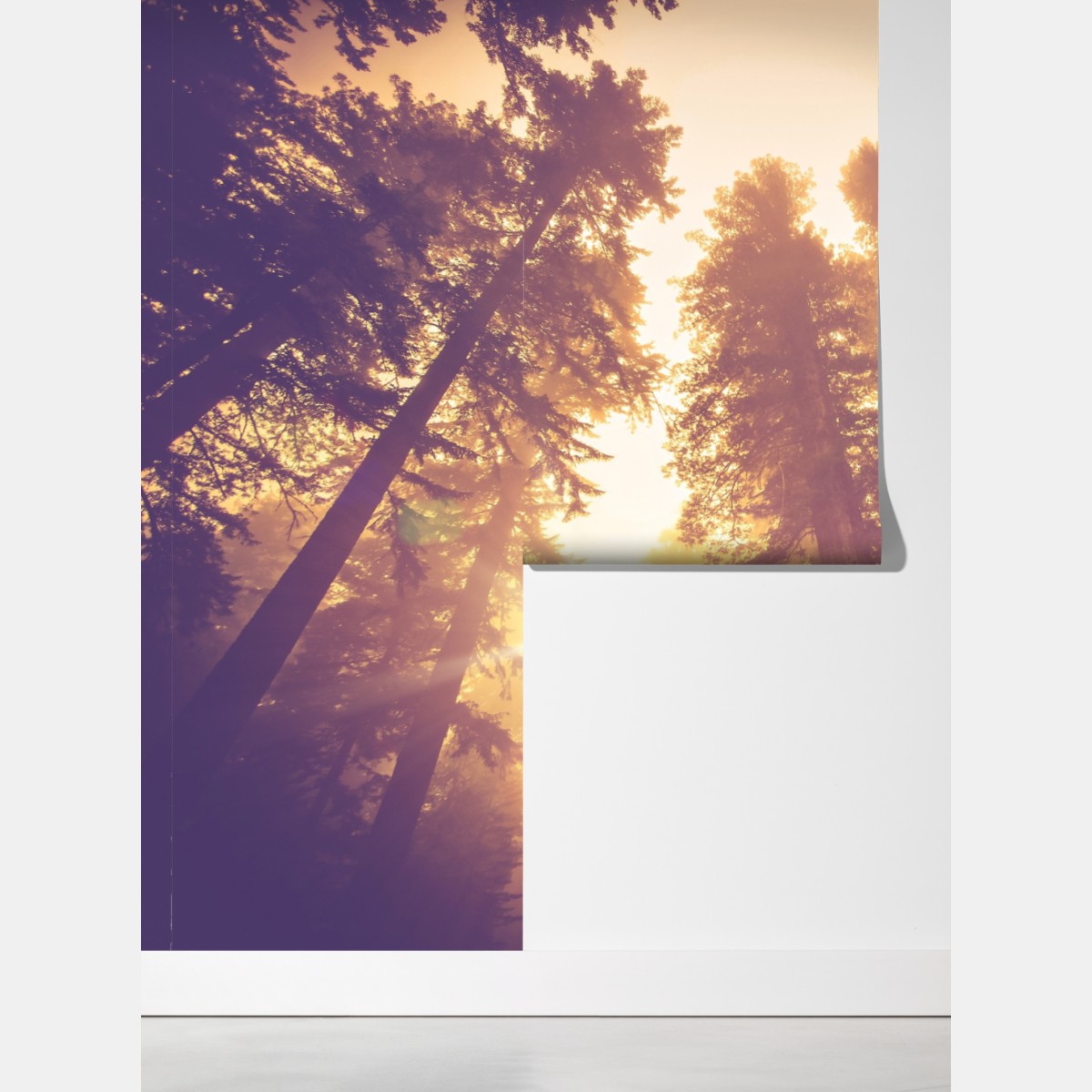 Fototapeta mglisty las sekwojowy w złotych vintage tonacjach – Wallissimo® Fototapeta mglisty las sekwojowy w złotych vintage tonacjach – Wallissimo®