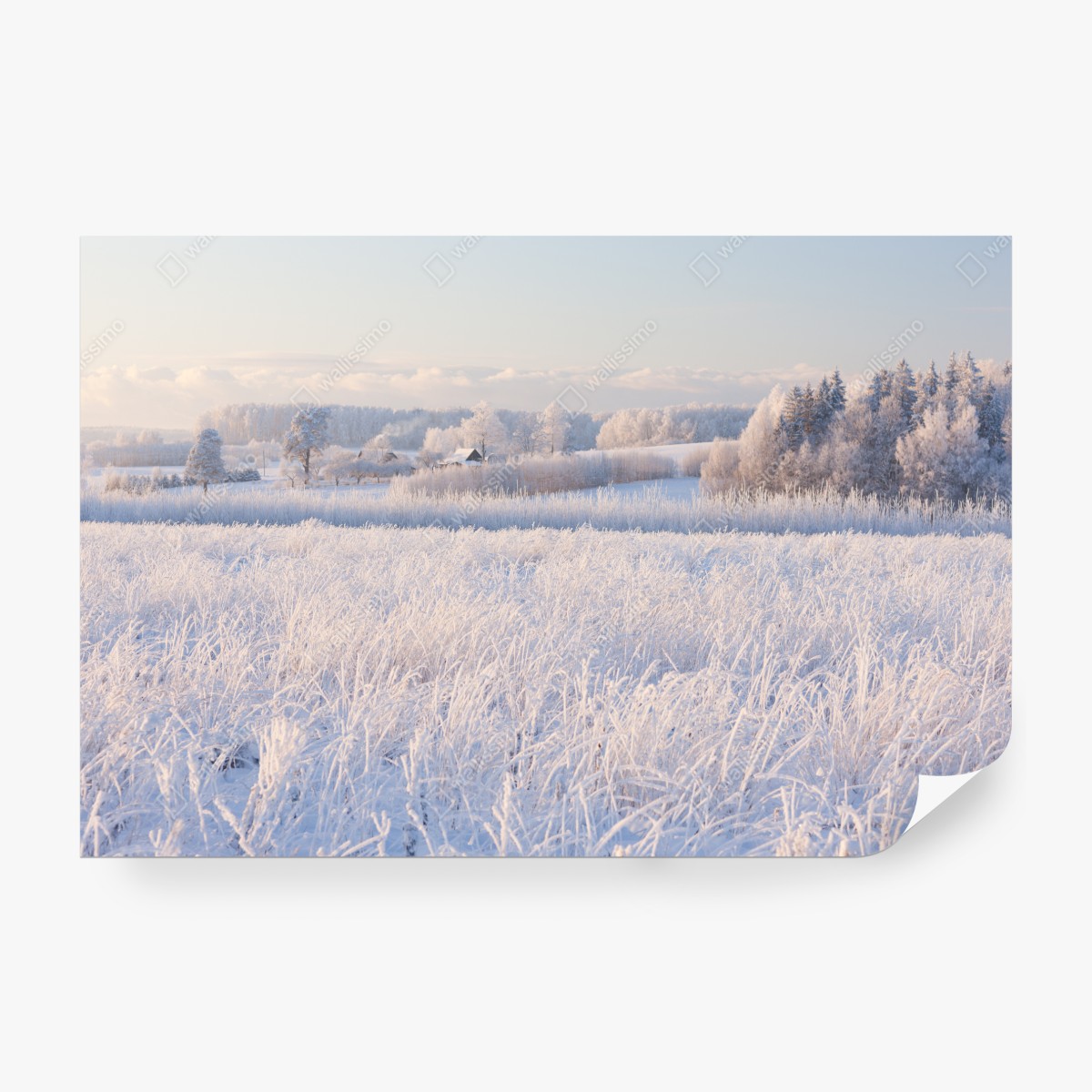 Fototapeta szronowa łąka o poranku – Wallissimo® Fototapeta szronowa łąka o poranku – Wallissimo®